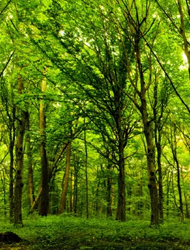 Immagine sulle conseguenze della scomparsa degli alberi